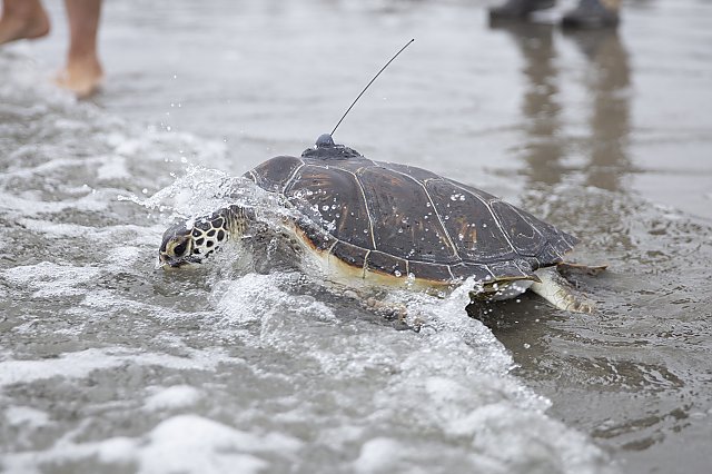 Rescued sea turtle release with tracker