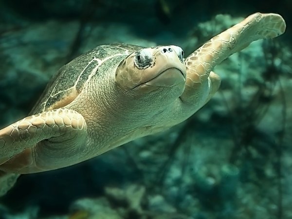 /email_images/e1_sea_turtle.jpg{title}{/calendar:mainimageEV}