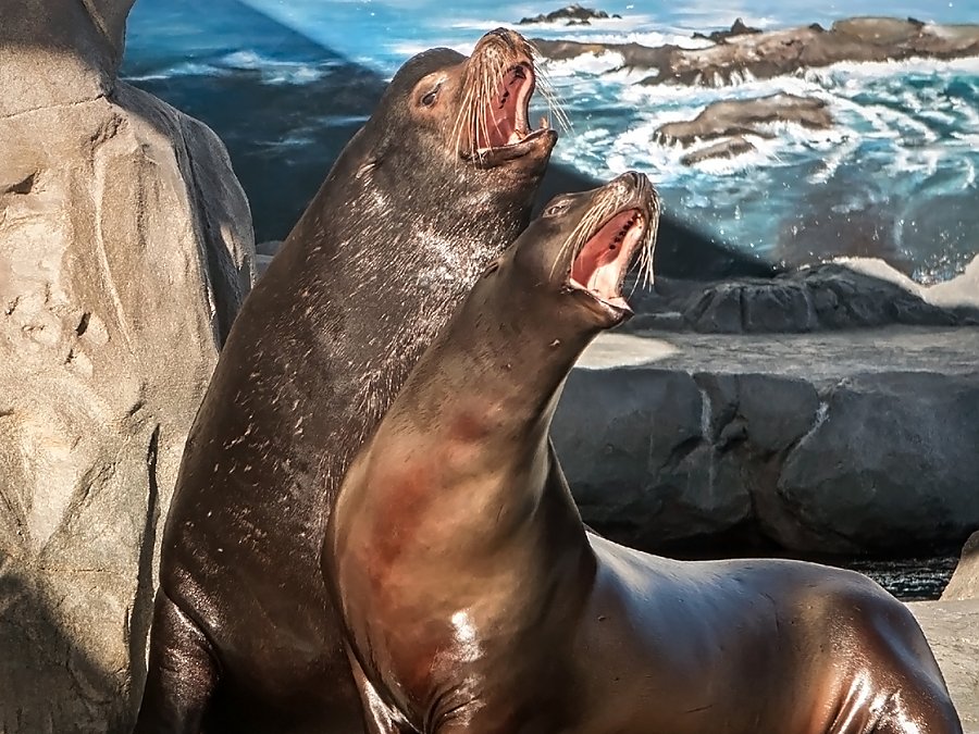 two sea lions barking