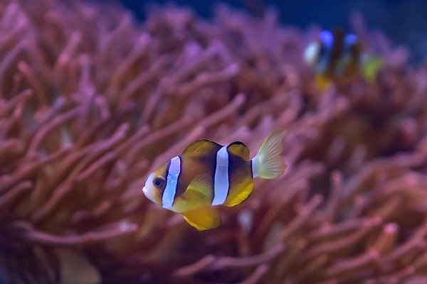 /images/events/1102_clownfish.jpg{title}{/calendar:mainimageEV}