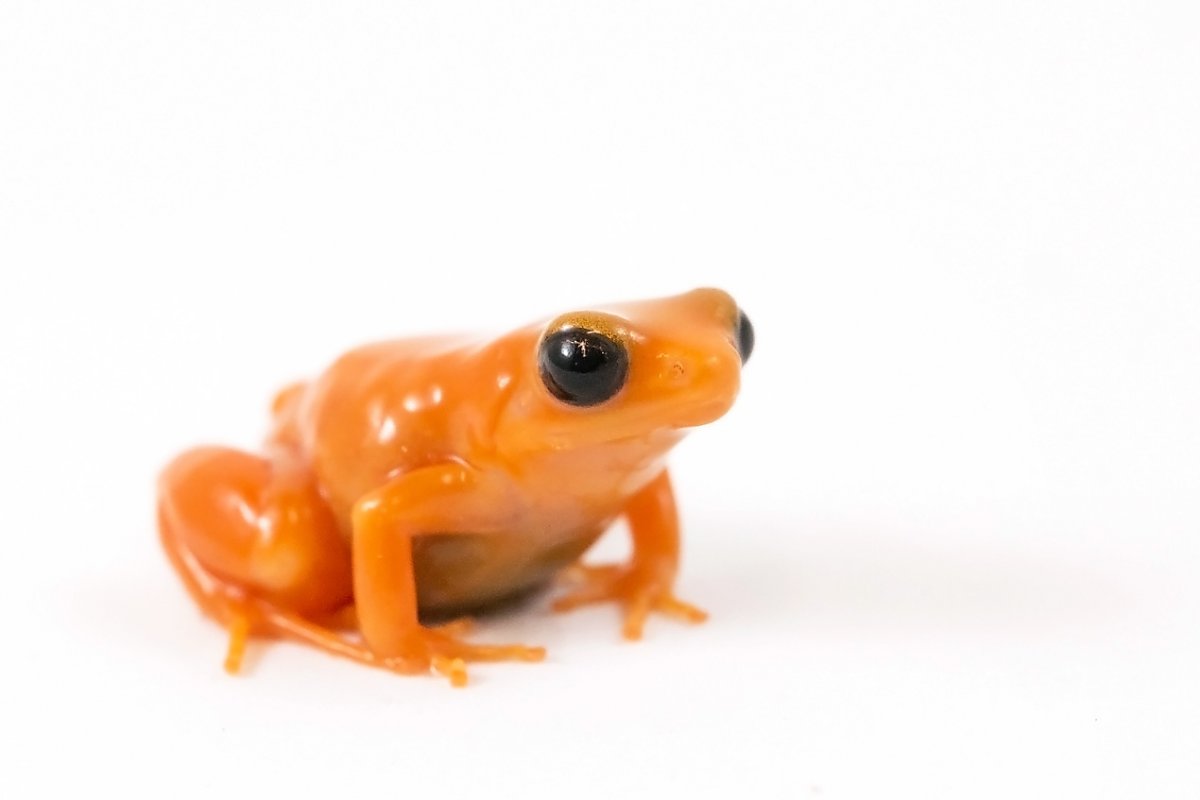 Orange colored frog with big black eyes