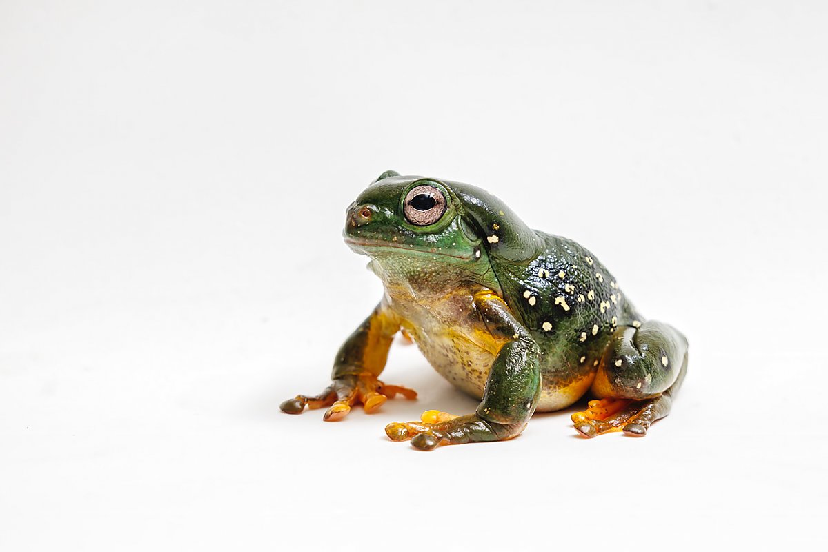 Green frog with small white spots and light underside