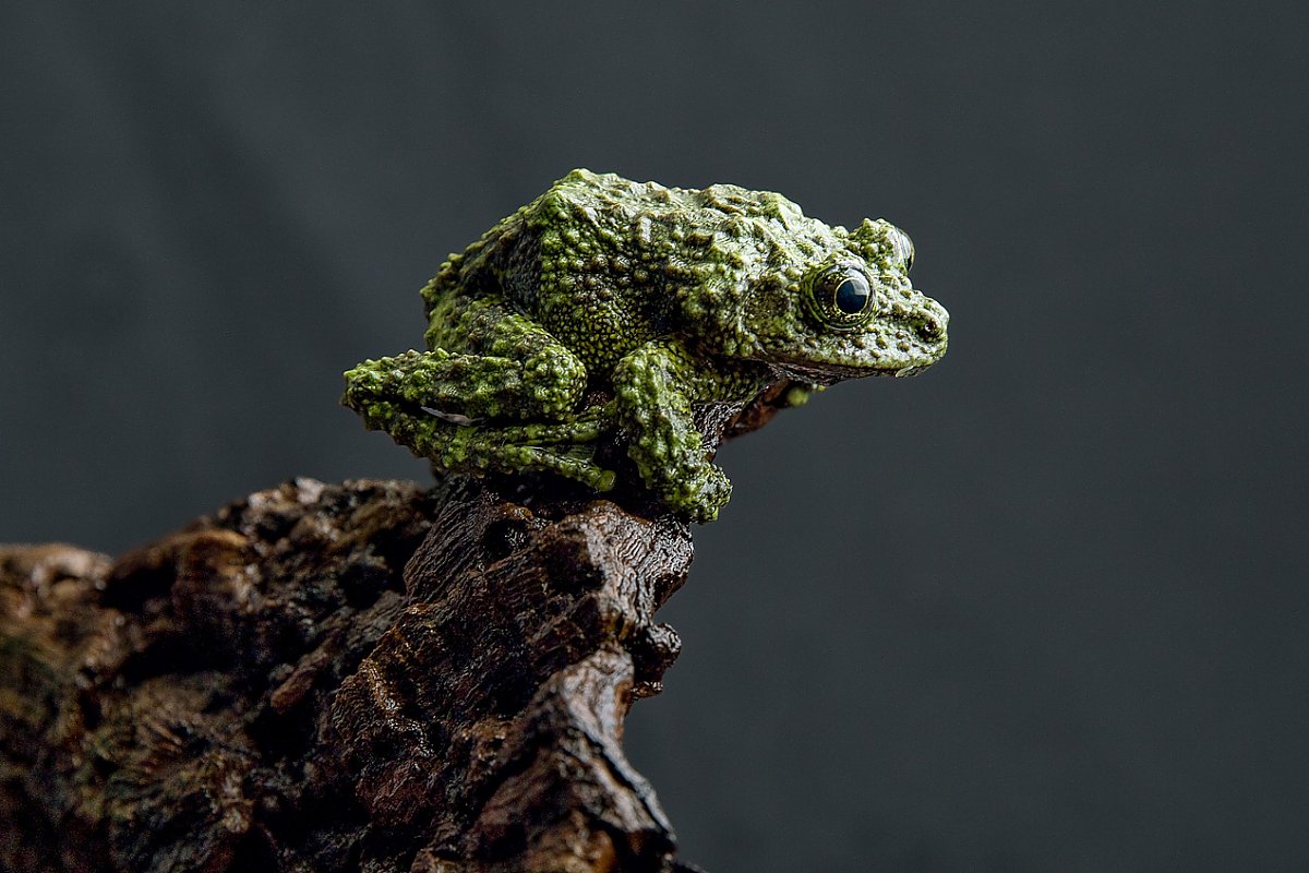 Green lumpy frog on branch
