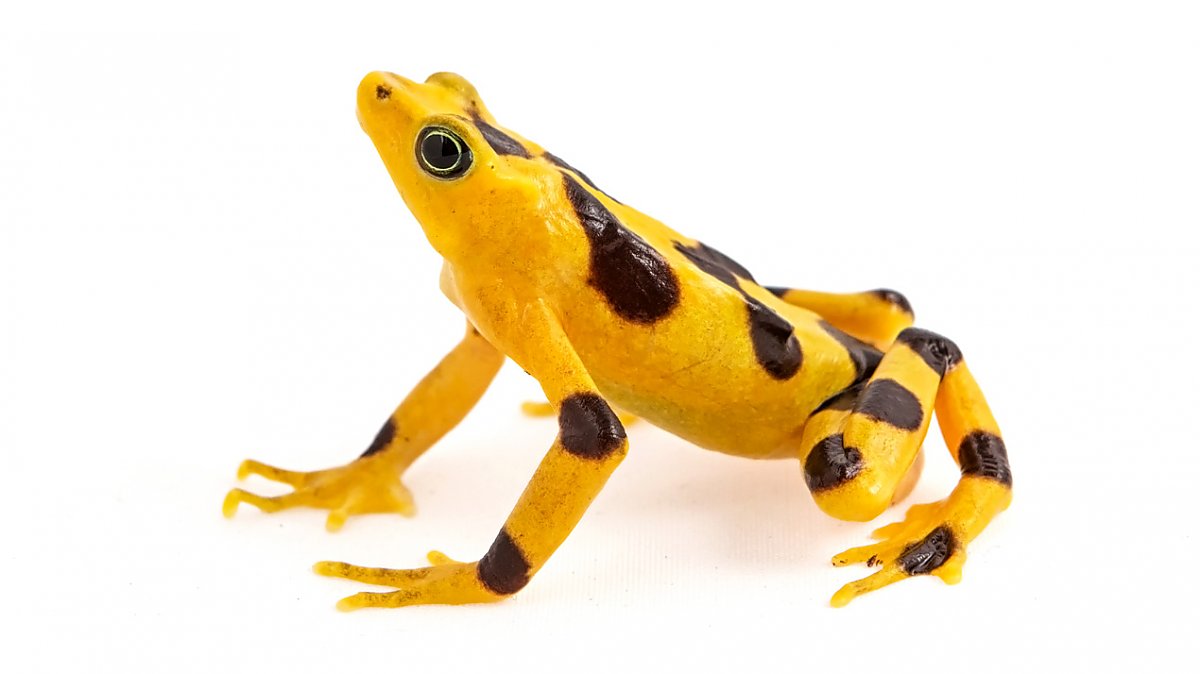 Flat shaped yellow frog with large black spots on its body and legs