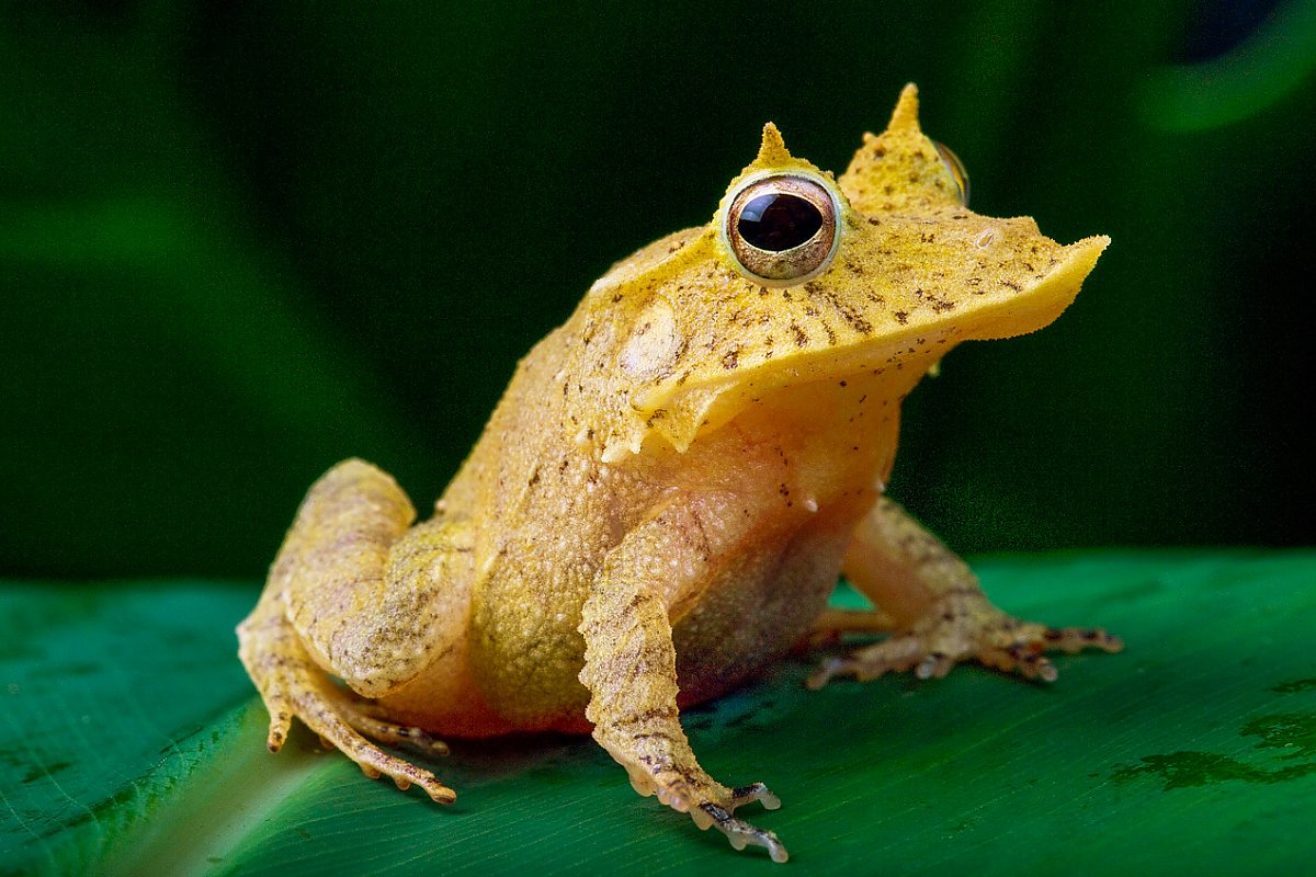 Yellow colored frog with big eyes a spikey triangular shaped body and horns above its eyes