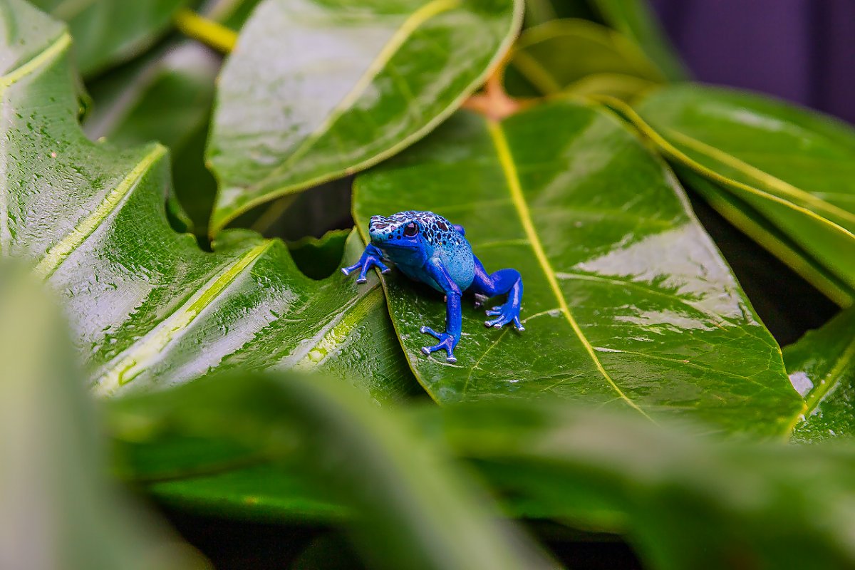 Blue colored frog with many black spots on its back