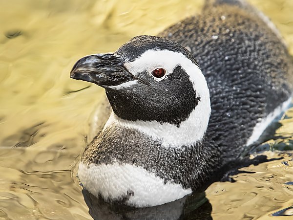 Magellanic penguin swimming at the surface of the water with head up