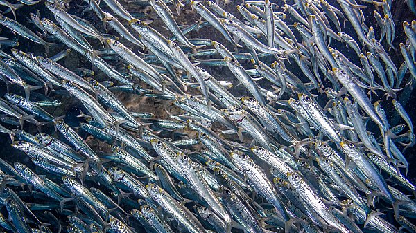 Pacific sardines