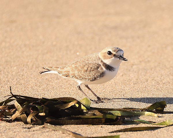 Western snowy plover walking on sand