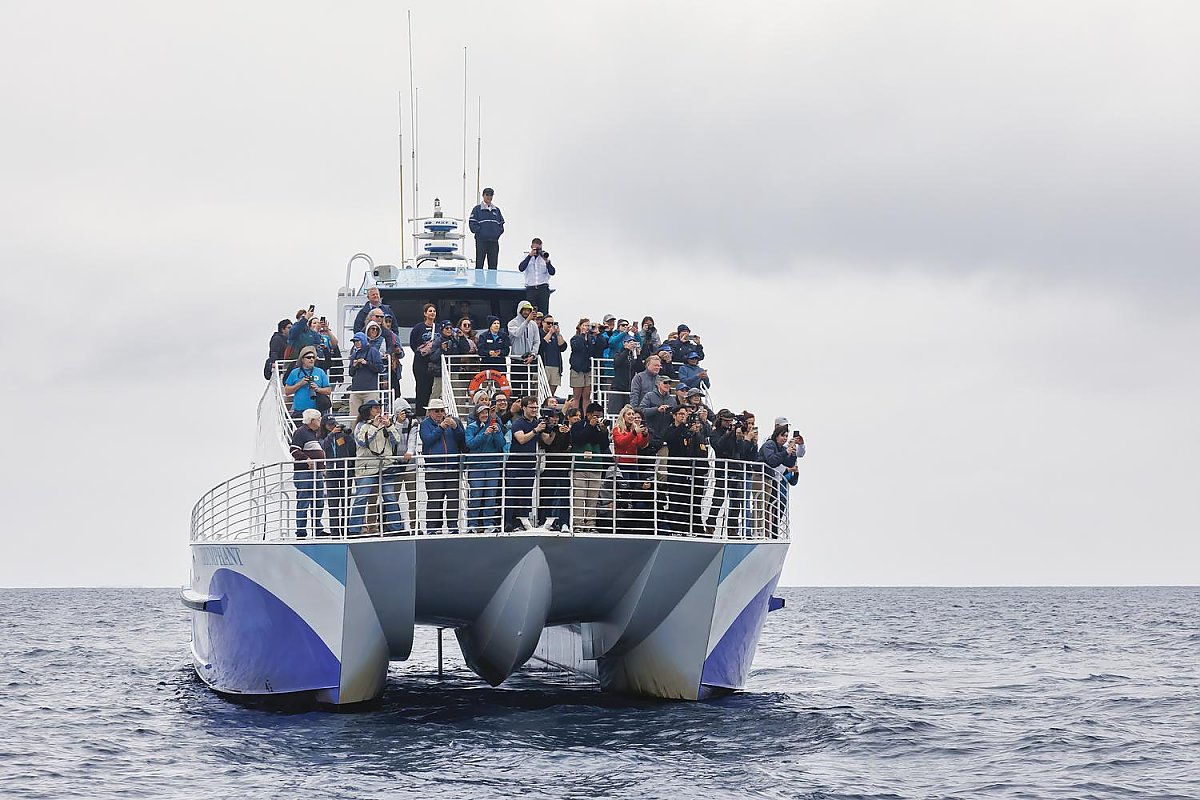 catamaran with spectators on the ocean as they view the release of a rescued sea turtle off-camera