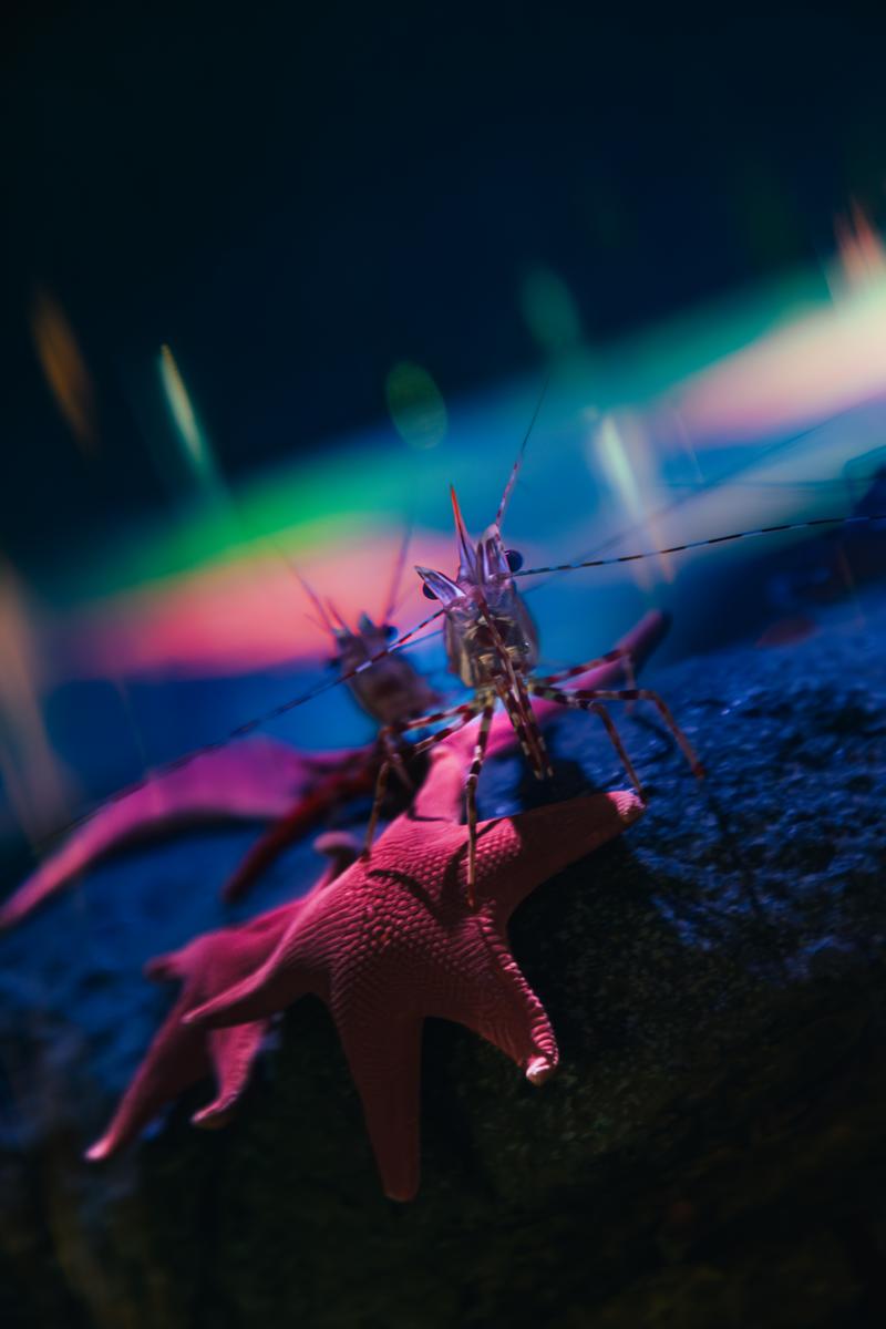 Close-up of shrimp perched on a sea star, with a blurred background that has colorful light effects.