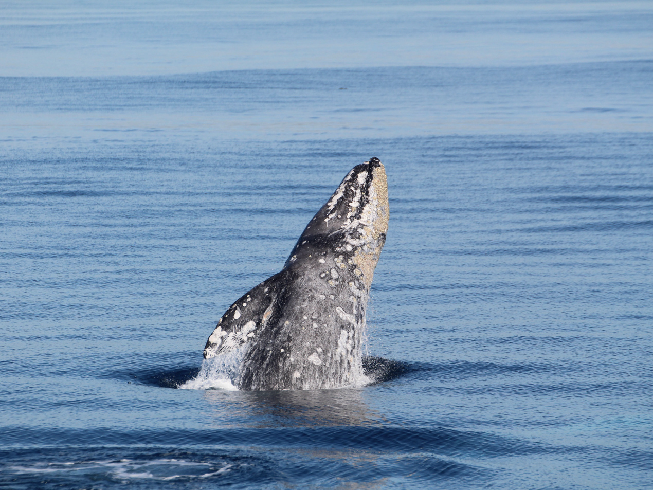 A gray whale breaching