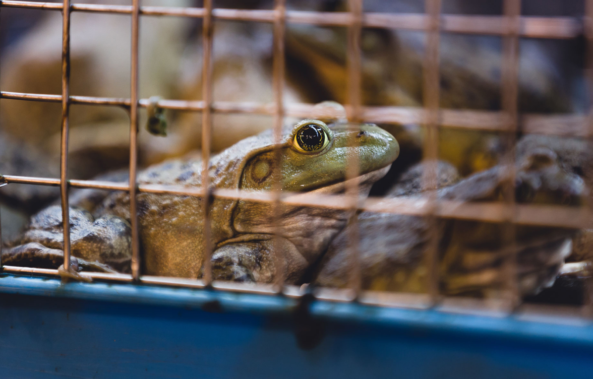 A frog in a cage