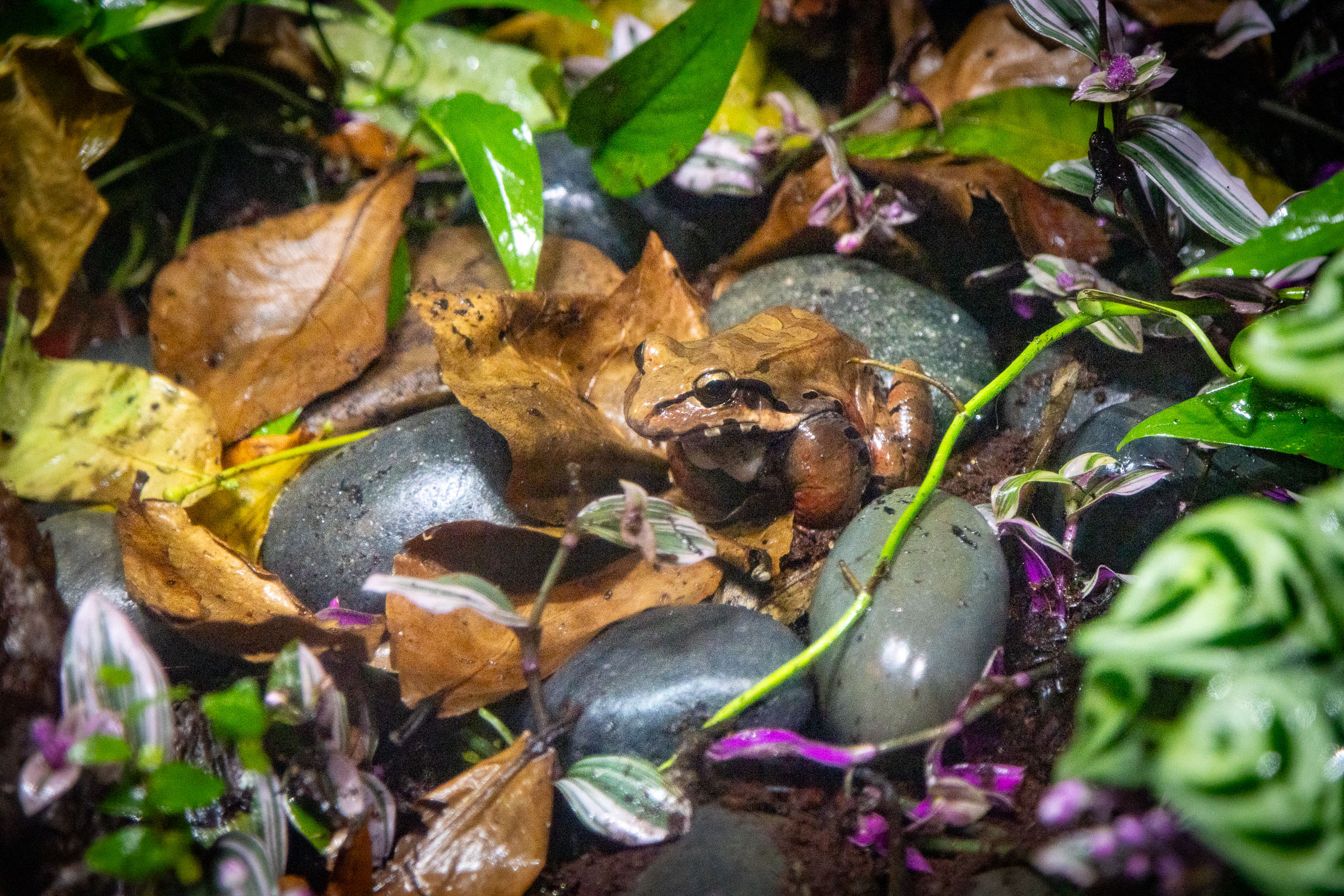 Smoky jungle frog sitting in foliage on pebbles