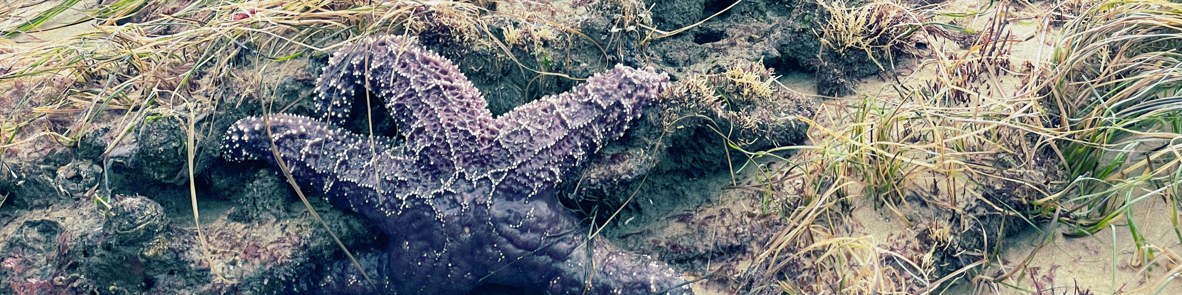 Sea star on grassy outcropping